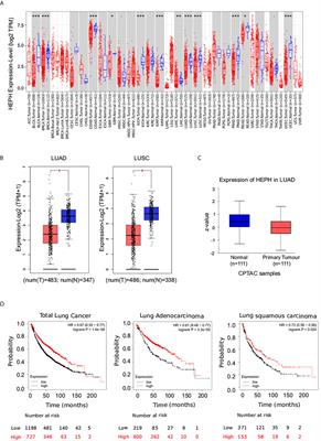 The Ferroxidase Hephaestin in Lung Cancer: Pathological Significance and Prognostic Value